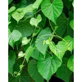Natural Herbal Plant